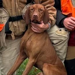Gator - Vizsla