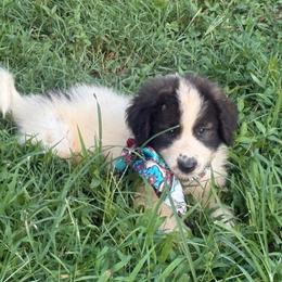 Paisley - White and black female Karakachan puppy in Pikeville, Tennessee from Rock Solid Ranch