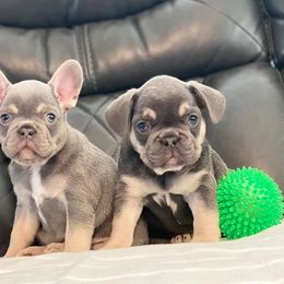 French Bulldog Puppies from Frenchie Paws