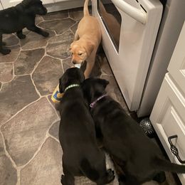 Labrador Retriever Puppies from Bayside Labradors