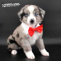 Bi Blue Merle 5 - Blue merle male Miniature Australian Shepherd puppy in Pinehurst, Texas from Aussie Amor