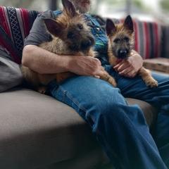 Puppy boy number 5 with a  white collar on - Red sable male Belgian Laekenois puppy in Ball Ground, Georgia from COSWALD  BELGIAN  LAEKENOIS