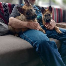 Puppy boy number 5 with a  white collar on - Red sable male Belgian Laekenois puppy in Ball Ground, Georgia from COSWALD  BELGIAN  LAEKENOIS