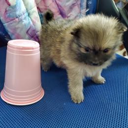 Companion Cross, Pomeranian, and Sheepadoodle Puppies from Fluffy Wonders Poms and Doodles
