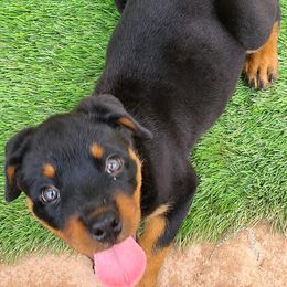 Rottweiler Puppies from Von Liebenhaus Rottweilers