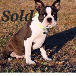 Olivia Ready to go home - Brindle and white female Boston Terrier puppy in Brooksville, Florida from Delamorés Pups