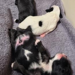 Lowchen Puppies from Magick Lowchen