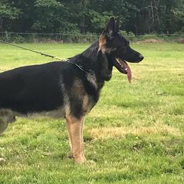 Izak - German Shepherd