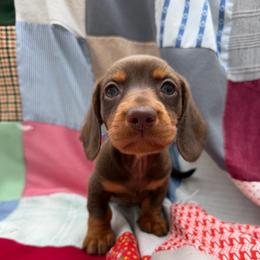 Phil, CKC - Chocolate and tan male Dachshund puppy in Pollok, Texas from Magnolia Kennels