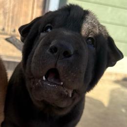 Uno - Black male Chinese Shar-Pei puppy in Chipley, Florida from HapPei House of Wrinkles