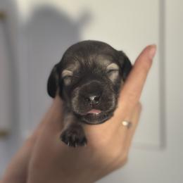 Shaded Cream- Sugar- 3500 - Cream female Dachshund puppy in North Branch, Michigan from Monarch Miniature Dachshunds
