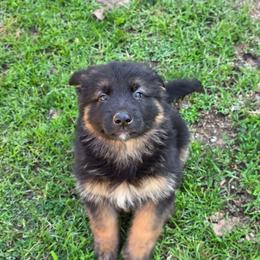 Male 3 - Black and tan male German Shepherd puppy in Leon, West Virginia from Heart2Heart Kennels