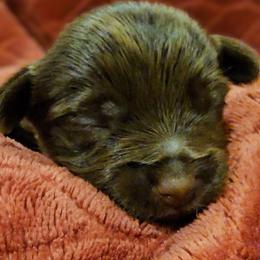 Linus - Liver male Yorkshire Terrier puppy in Vancouver, Washington from Yorkastle Kennels