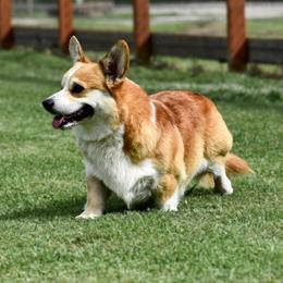 Rooster - Pembroke Welsh Corgi