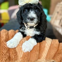 Nova - Black female Goldendoodle puppy in Miami, Florida from Jade’s Paws & Co. Of Miami LLC