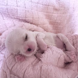 Maltese Puppies from Bijou Babydoll Maltese