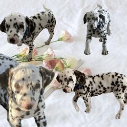 Lucky/ Blue boy (liver) - White and liver brown Dalmatian puppy in Pocatello, Idaho from High Caliber Dalmatians