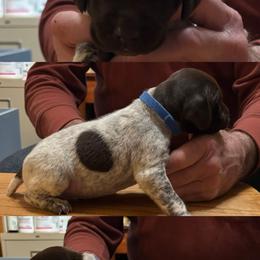 Boy 2 - Black roan male German Shorthaired Pointer puppy in Topeka, Kansas from Autumn Prairie Kennel