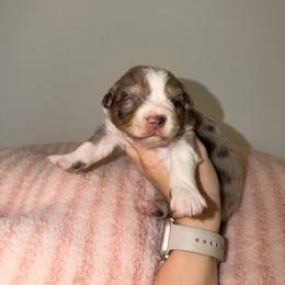 Penny - Red merle female Australian Shepherd puppy in Anniston, Alabama from All Hale Aussies