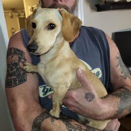 Popeye - Dachshund