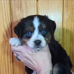 Boy 4, Izzy - Black tri male Miniature Australian Shepherd puppy in Hampton, Tennessee from TC Farms Stock Dogs - Miniature Australian Shepherds