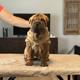 Girl 1 - Red fawn Chinese Shar-Pei puppy in Basehor, Kansas from Good Fortune Shar Pei
