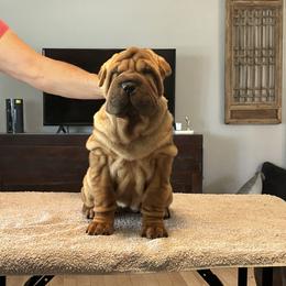 Girl 1 - Red fawn Chinese Shar-Pei puppy in Basehor, Kansas from Good Fortune Shar Pei