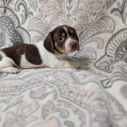 Boy 8708 - Chocolate and tan male Dachshund puppy in Spring Hope, North Carolina from Hogan’s Lowrider Hounds