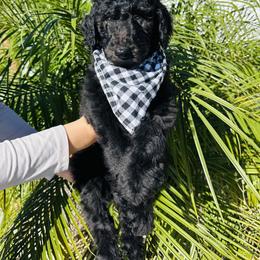 Goldendoodle and Poodle Puppies from Goldendooddle  /Gardy 🐾🐾