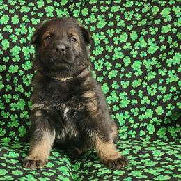 Girl 3 (White) - Sable female German Shepherd puppy in Genoa, Illinois from vom ehrenSchutz German Shepherds