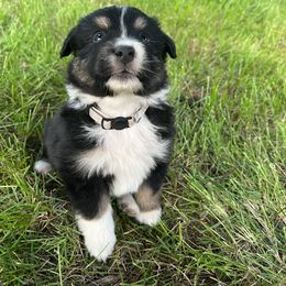 Boy 4 - Black tri-color Australian Shepherd puppy in Michigan from RebelRiver Ranch-Australian Shepherds