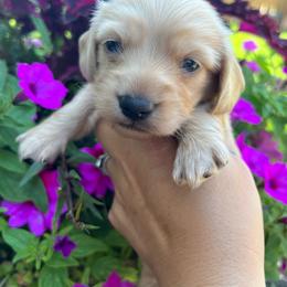 Cream boy two - Cream male Dachshund puppy in Payette, Idaho from NT Mini Doxies