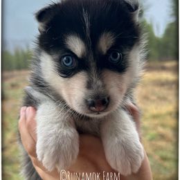 Runamok Old Skool Rave (aka Rave) - Black and white female Pomsky puppy in St. Maries, Idaho from Runamok Farm