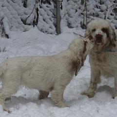 Clumber Spaniel and Irish Red and White Setter Puppies from NyaStar & Chequamegon