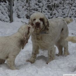 Clumber Spaniel and Irish Red and White Setter Puppies from NyaStar & Chequamegon