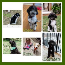 Goldendoodle and Poodle Puppies from Southern Hunters Standards