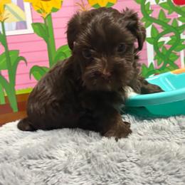 Dave - Chocolate and tan male Yorkshire Terrier puppy in Dallas, Texas from JBzPawz