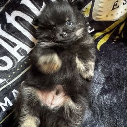 Marcus - Black and tan male Pomeranian puppy in Las Vegas, Nevada from SuperNova  & Mystic Magic Pomeranians