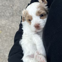 Companion Cross, Maltese, Morkie, and Yorkipoo Puppies from MC Kennels