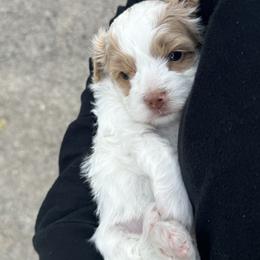 Companion Cross, Maltese, Morkie, and Yorkipoo Puppies from MC Kennels