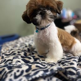 Mushu - Shih Tzu