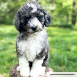 Sprite - Blue merle female Aussiedoodle puppy in Corydon, Indiana from Ridgeline Doodles