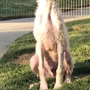 Borzoi and Silken Windhound Puppies from Gwen Little's Borzois and Silken Windhounds