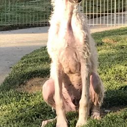 Borzoi and Silken Windhound Puppies from Gwen Little's Borzois and Silken Windhounds