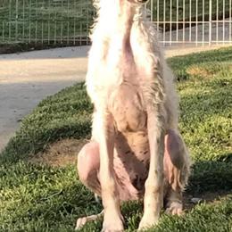 Borzoi and Silken Windhound Puppies from Gwen Little's Borzois and Silken Windhounds
