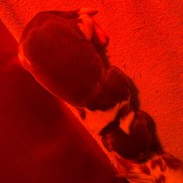 Boy 1 - Liver and white male Brittany puppy in Stillwater, Oklahoma from Kennel de Fowler