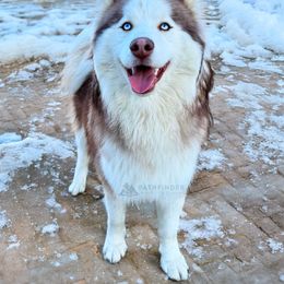 Raiko - Pomsky