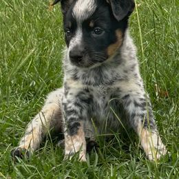 Yellow Boy - Blue mottled male Australian Cattle Dog puppy in Aiken, South Carolina from Rusty Blue Dog Farm