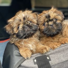 Shih Tzu Puppies from Once in a Lifetime Shih Tzu