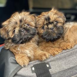 Shih Tzu Puppies from Once in a Lifetime Shih Tzu